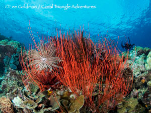 sea whips are colorful corals found on many reefs throughout Kimbe Bay, Papua New Guinea