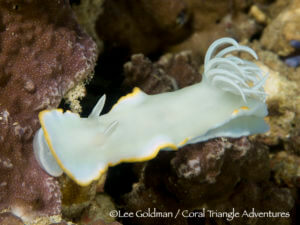 Porcelain nudibranchs are large, colorful denizens of coral reefs