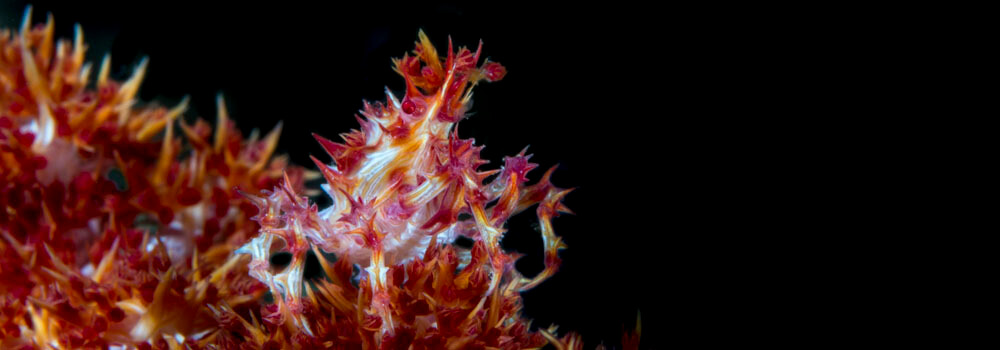 soft coral crabs live on dendronephtheya soft corals