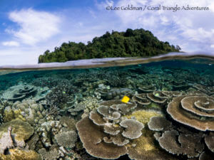 Kimbe Island reef life, Kimbe Bay, Papua New Guinea