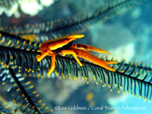 crinoid squat lobsters live exclusively on crinoid feather stars
