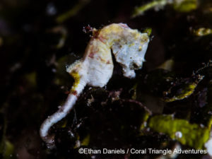Pontoh's seahorse (Hippocampus pontohi) is a rare treat for underwater naturalists