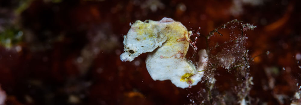 Pontoh's seahorse found at Wakatobi Resort