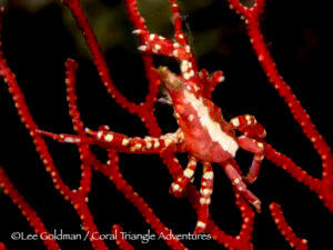 Gorgonian spider crabs mimic the color and pattern of gorgonian sea fans which allows them to remain well camouflaged