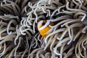 an anemonefish with it's host anemone in Wakatobi