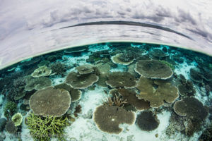 Wakatobi is known for its healthy and diverse coral reef