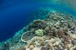 Wakatobi has some of the most amazing reefs in Indonesia