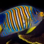 Regal angelfish - coral triangle adventures