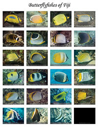 butterflyfishes of Fiji poster by coral triangle adventures