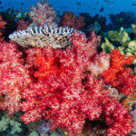 fiji snorkeling tour - coral triangle adventures