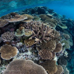 Reefs are lush and vibrant in Beqa Lagoon, Fiji