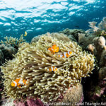False clown anemonefish peer out from their anemone in Raja Ampat, Indonesia