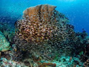 Golden sweepers hover near a sponge in Raja Ampat