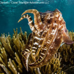 cuttlefish in its defensive posture
