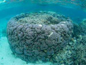 Micro-atolls are a common sight on the reefs throughout the Solomon Islands