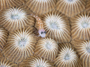 Benny on a coral colony in the Solomon Islands - Coral Triangle Adventures