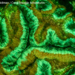 Lobophyllia brain coral fluorescing in Komodo National Park - Coral Triangle Adventures