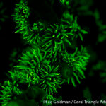 Tubastraea cup coral fluorescing - Coral triangle Adventures