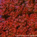 Xenia soft coral fluorescing red in Komodo National Park - coral triangle adventures
