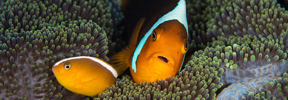 s pink and white bonnet anemone fish in the Solomon Islands