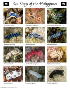 Poster of sea slugs in the Philippines