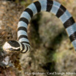 a banded sea snake, photo taken in the Philippines