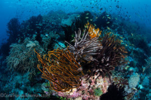 feather stars come in a variety of colors in Raja Ampat
