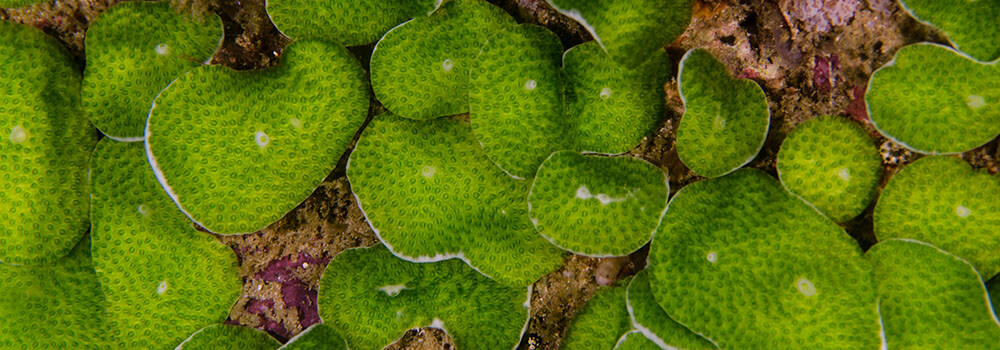 Green colonial tunicates photographed in Raja Ampat