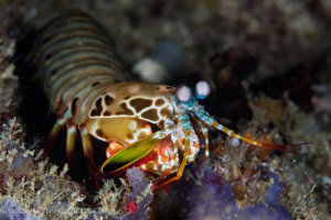 Peacock mantis shrimp are colorful inhabitants of coral reefs