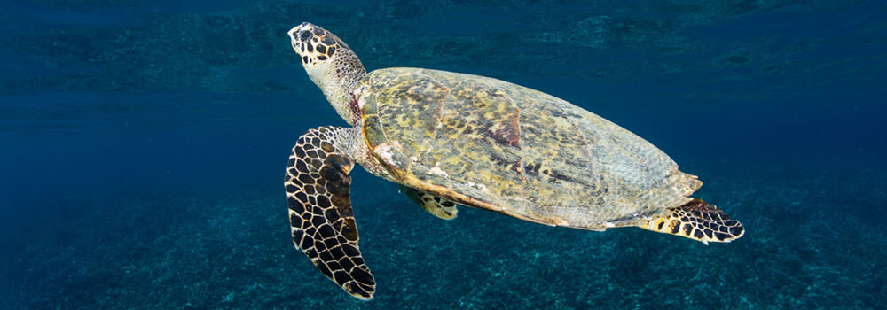 Green sea turtle rising for a breath in Raja Ampat