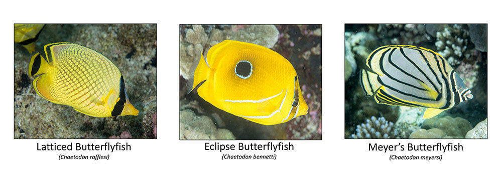 butterflyfishes of palau, a poster by lee goldman and coral triangle adventures