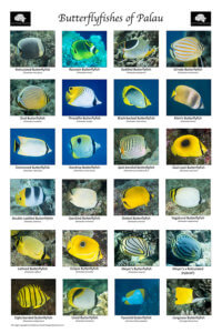 butterflyfishes of palau poster