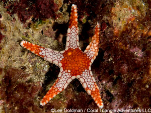 Fromia sea star photographed in the Rock Islands of Palau