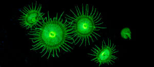 fluorescence photographed in Komodo National Park for our privacy policy website page
