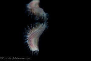 Bristle worm near the surface on a night snorkel in Palau