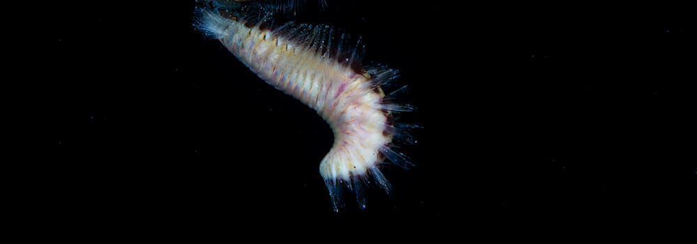 A colorful bristle worm at night in Palau