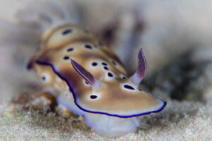 Tyron's nudibranch in Alor Indonesia