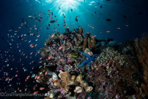 Alor Indonesia has some of the most beautiful reefs in the world