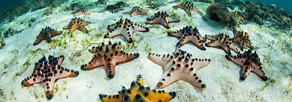 chocolate chip sea stars in Komodo National Park