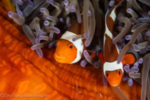 false clown anemonefish in Komodo National Park