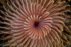 A feather duster worm in Komodo National Park
