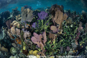 Colorful reef scene photographed in Belize