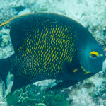 adult french angelfish photographed in Belize
