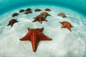 Sea stars photographed on the sands of Turneffe Atoll, Belize