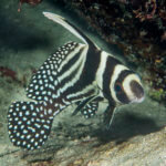 Adult spotted drum photographed in Belize