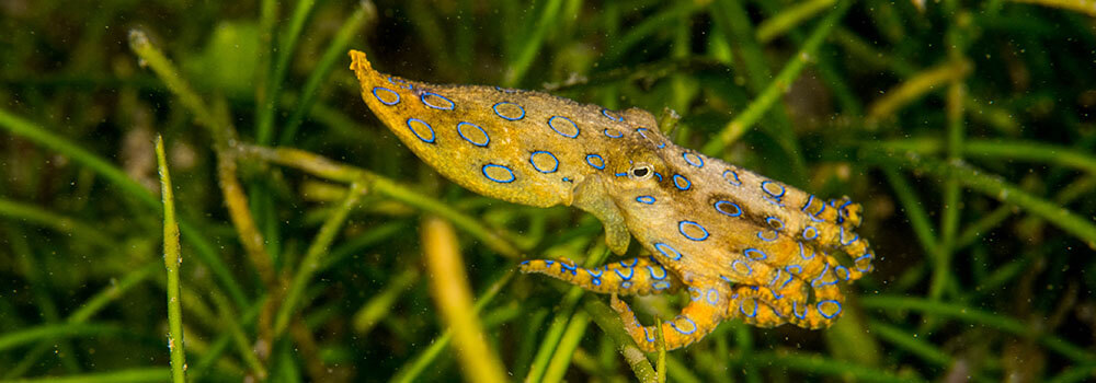 blue ring octopus photographed in the Banda Islands