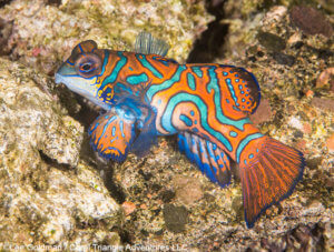 mandarinfish photographed in Banda Islands - coral triangle adventures