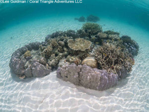 micro-atolls photographed in Raja Ampat by Coral Triangle Adventures