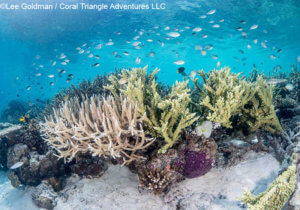 colorful corals around Misool, Raja Ampat, photographed by Coral Triangle Adventures
