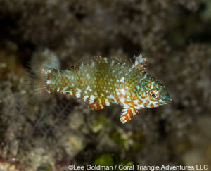 A juvenile leopard wrasse photographed in Raja Ampat, Coral Triangle Adventures